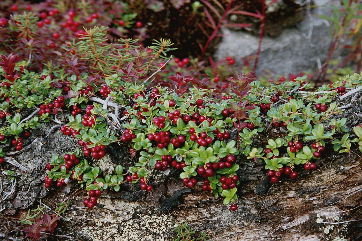 Image of Vaccinium vitis-idaea var. minus specimen.