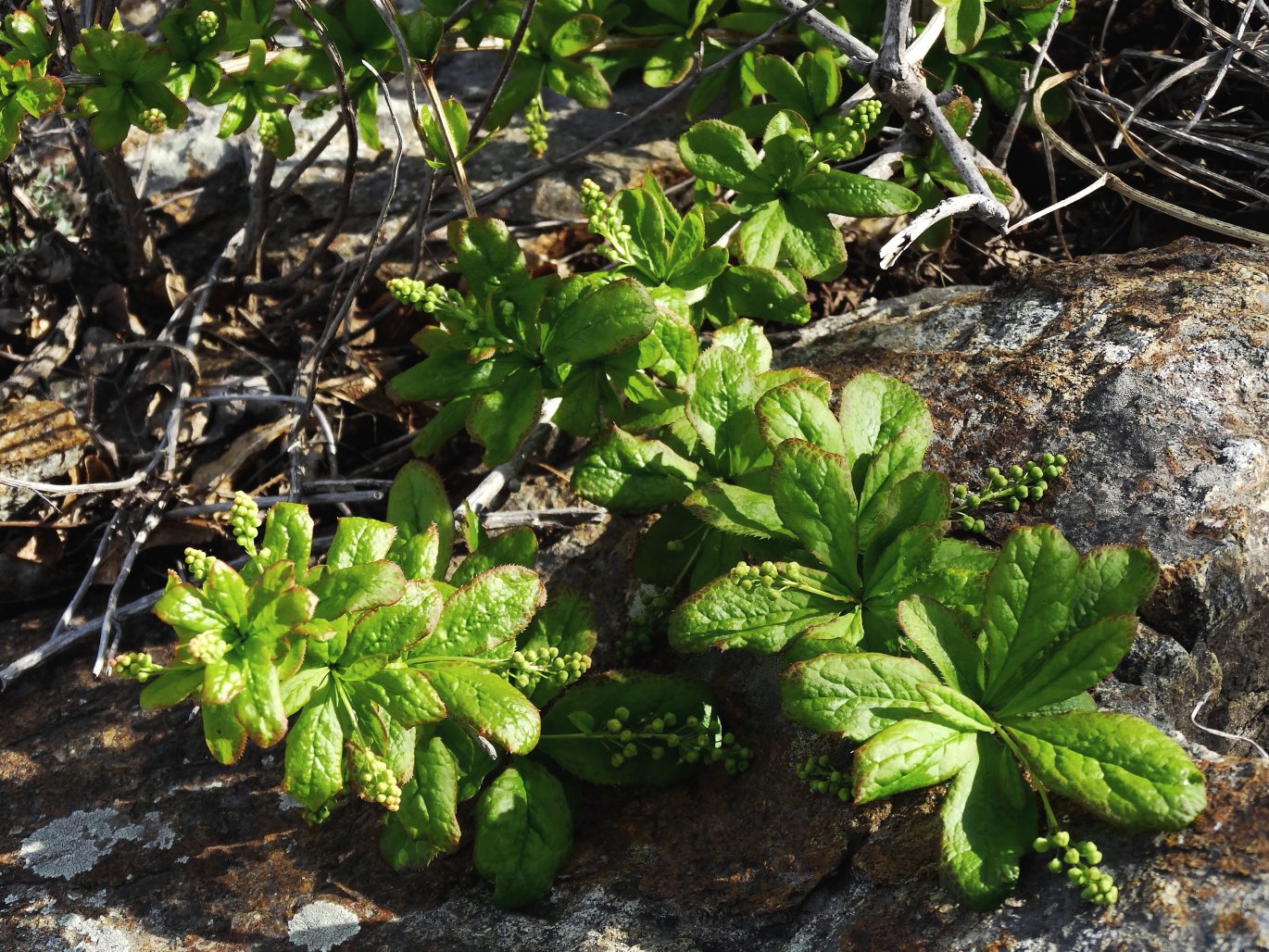 Image of Berberis amurensis specimen.