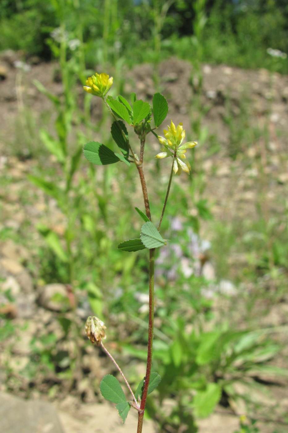 Image of Trifolium dubium specimen.