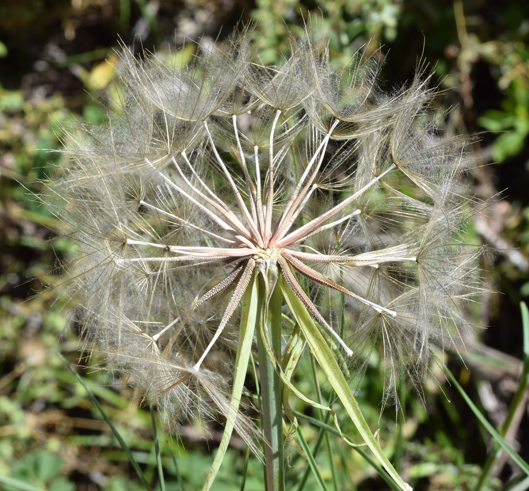 Image of Tragopogon vvedenskyi specimen.