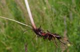 Rumex acetosa