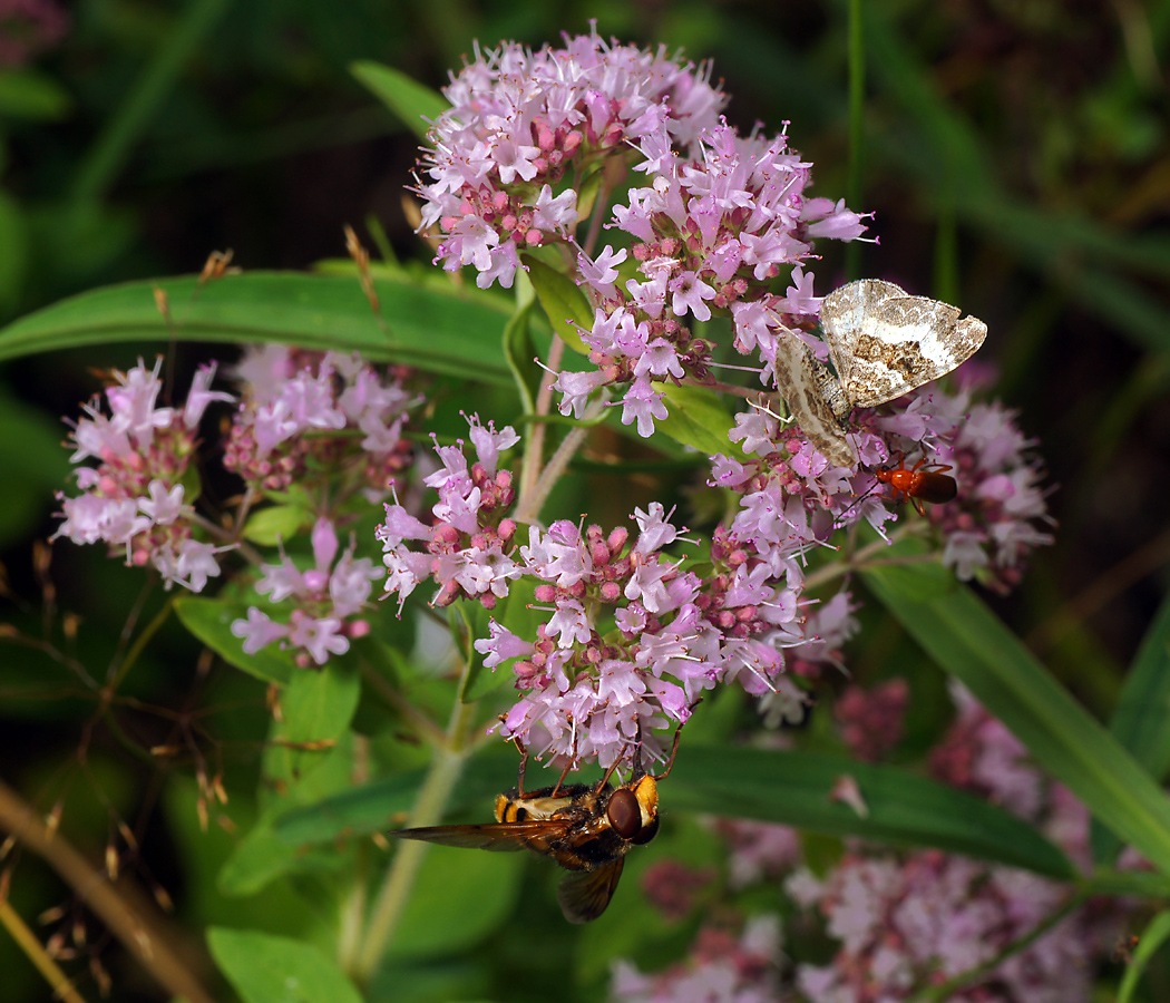 Изображение особи Origanum vulgare.