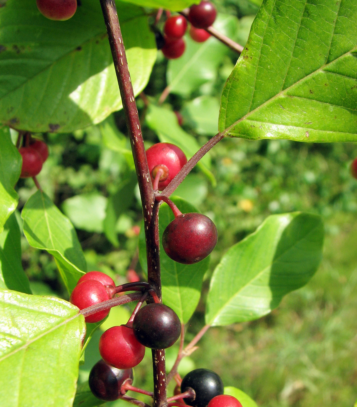 Изображение особи Frangula alnus.