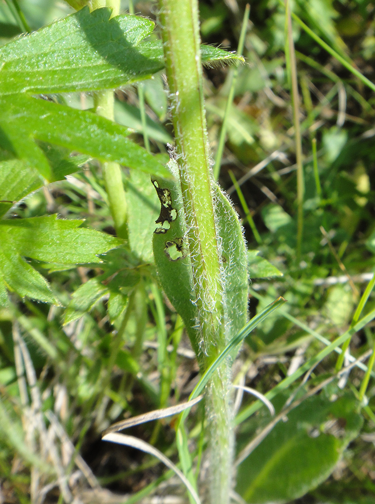 Изображение особи Tephroseris porphyrantha.