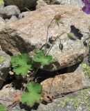 Geranium platypetalum. Верхушка побега с плодами и бутонами. Кабардино-Балкария, Эльбрусский р-н, долина р. Ирик, ок. 2300 м н.у.м. 13.07.2016.