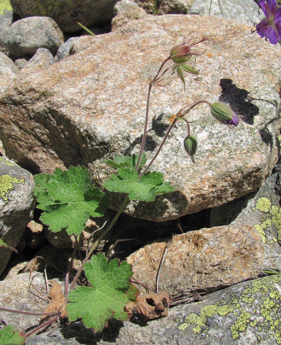 Image of Geranium platypetalum specimen.