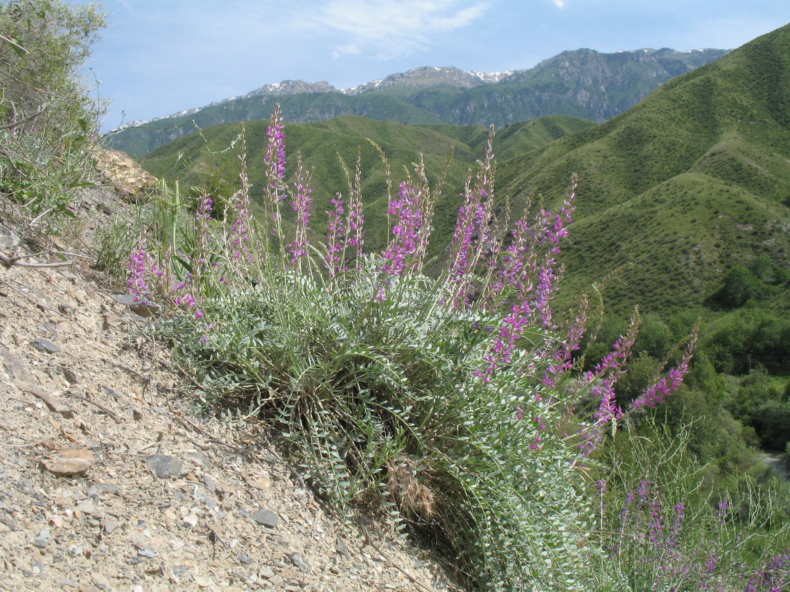 Image of Oxytropis rosea specimen.