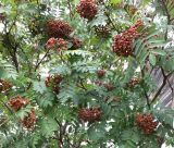 Sorbus aucuparia subspecies glabrata. Крона с созревающими гроздьями ягод. Кольский п-ов, Восточный Мурман, Дальние Зеленцы. 16.08.2016.