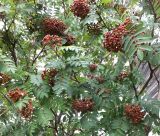 Sorbus aucuparia ssp. glabrata