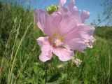 Malva thuringiaca