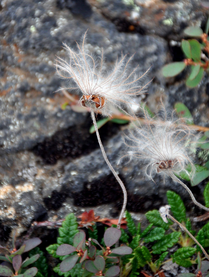 Image of Dryas octopetala specimen.