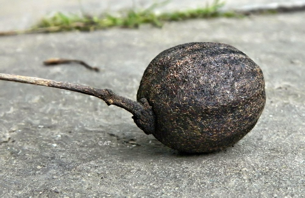 Image of Davidia involucrata specimen.