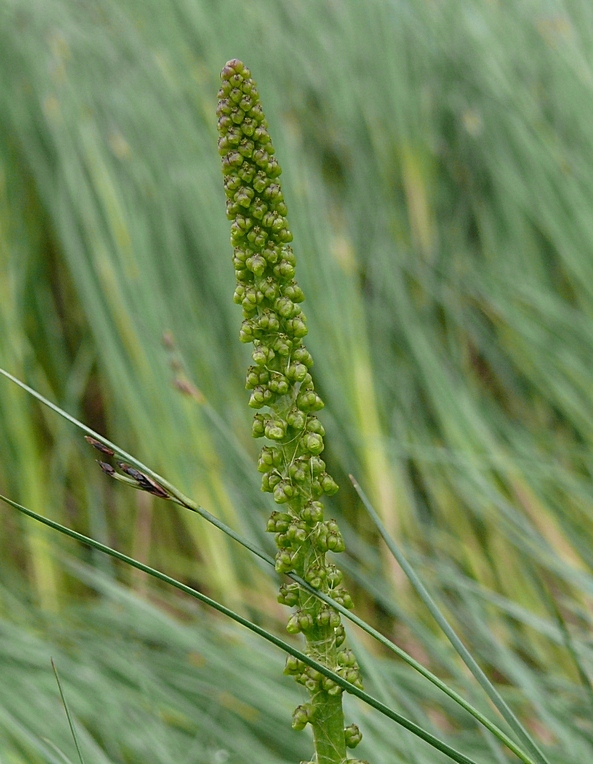 Image of Triglochin maritima specimen.