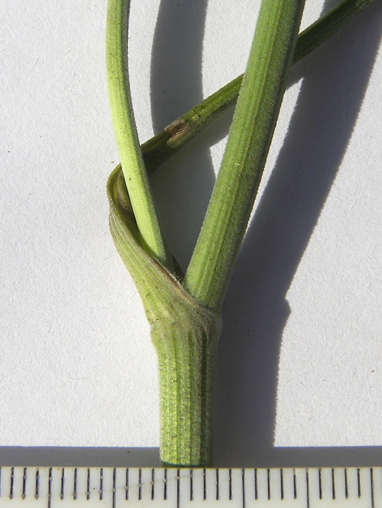 Image of Pimpinella saxifraga specimen.