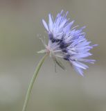 Jasione heldreichii