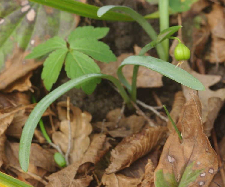 Изображение особи Galanthus alpinus.