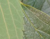 Celtis australis