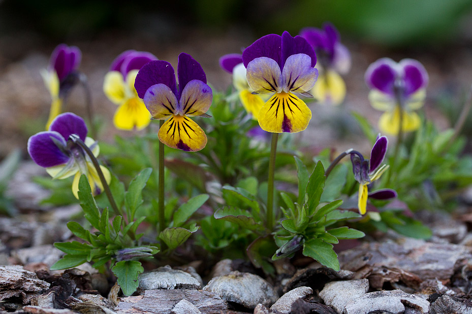 Image of genus Viola specimen.