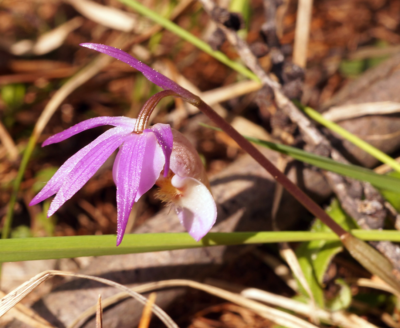 Image of Calypso bulbosa specimen.