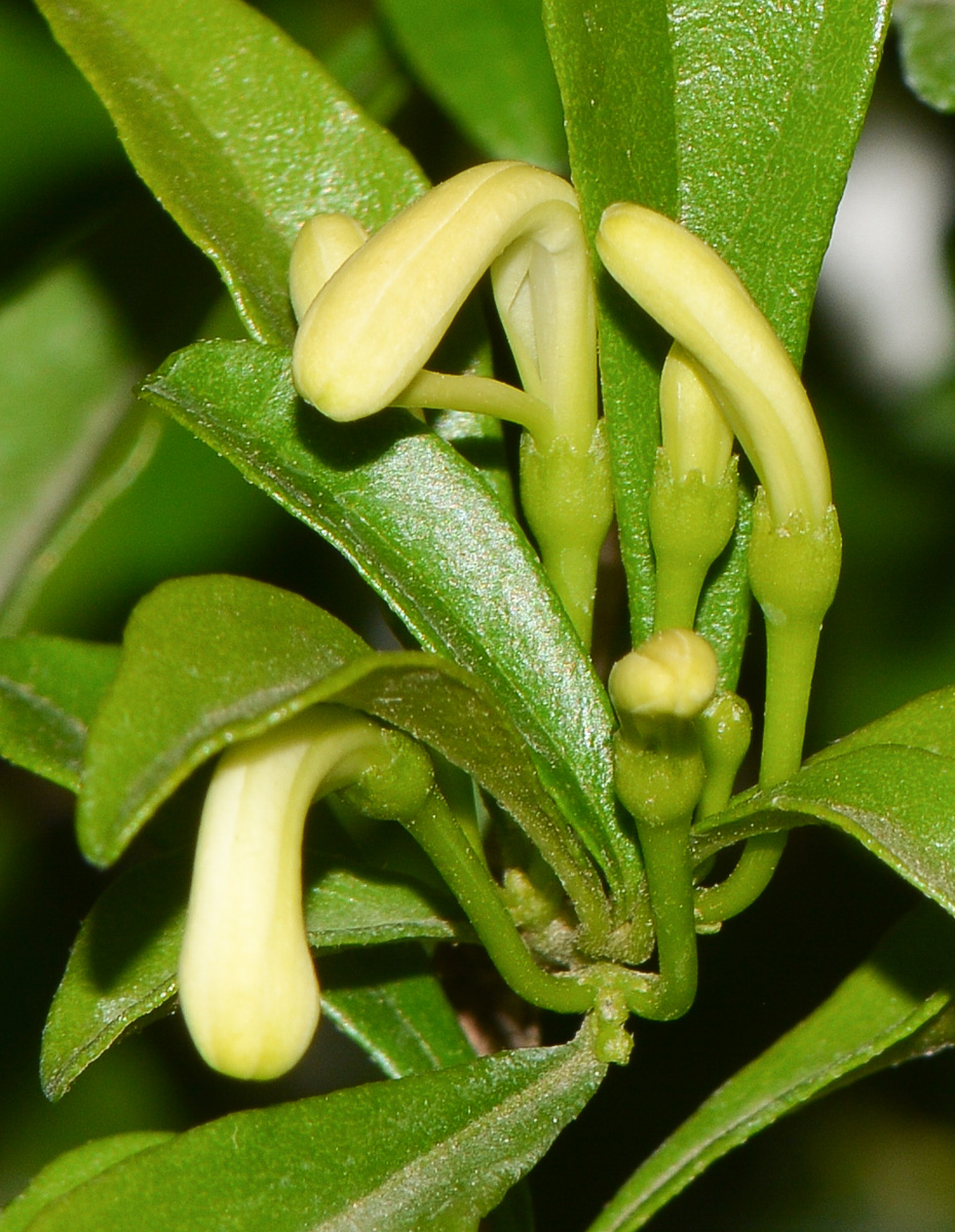 Image of Turraea obtusifolia specimen.