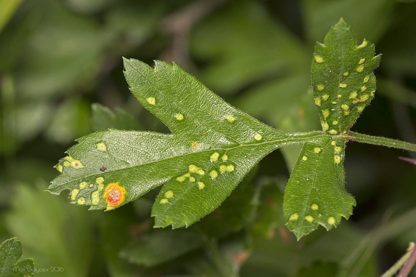 Изображение особи род Crataegus.