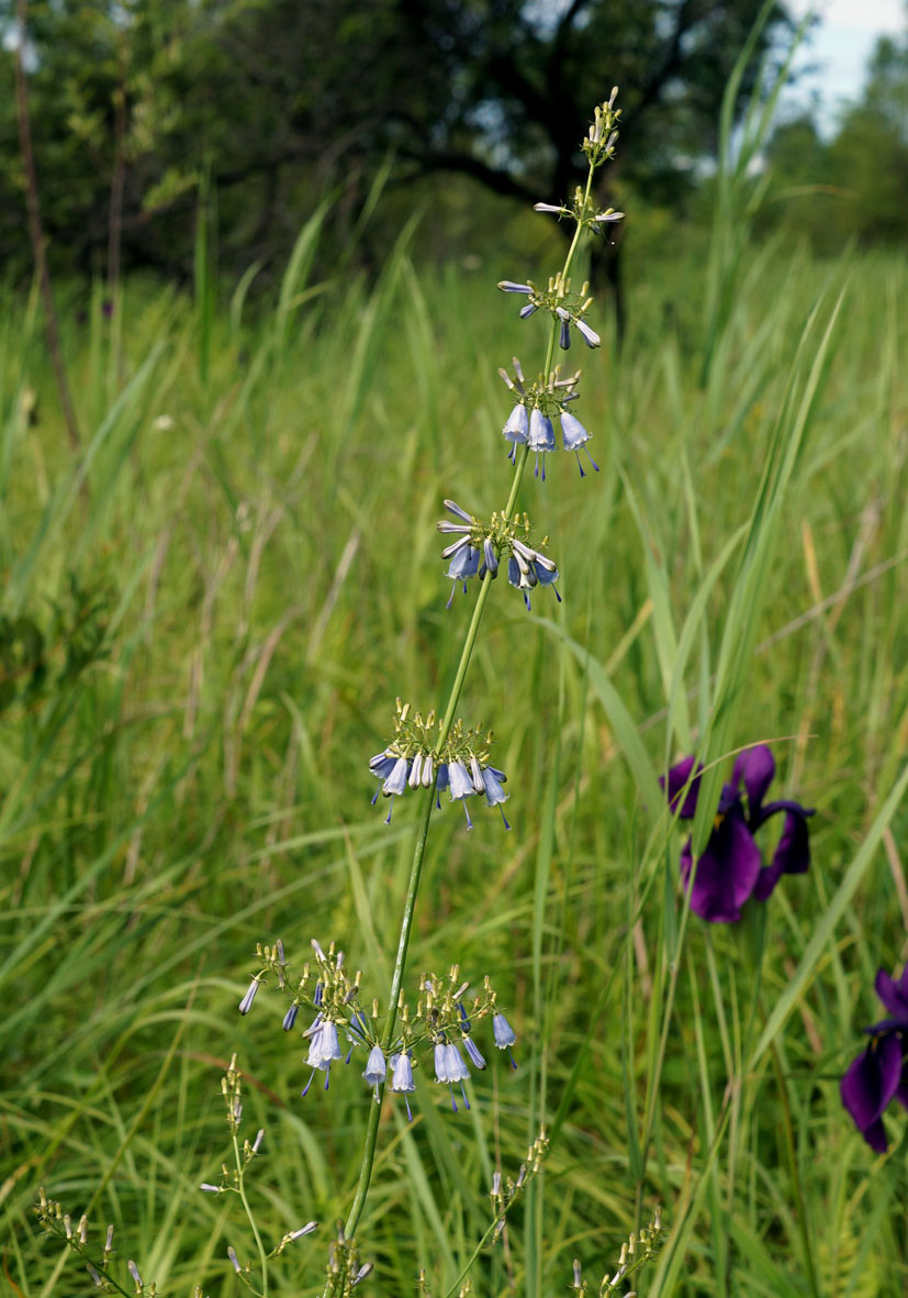Image of Adenophora verticillata specimen.