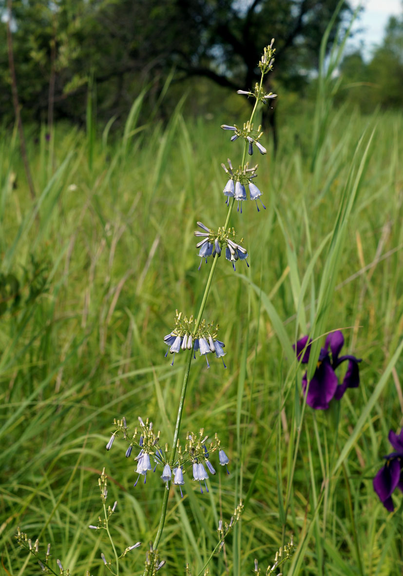 Изображение особи Adenophora verticillata.