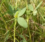 Trifolium spadiceum