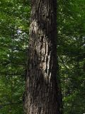 Carpinus betulus. Ствол средневозрастного дерева на высоте 3 м. Польша, Беловежа, Беловежская пуща. 23.06.2009.