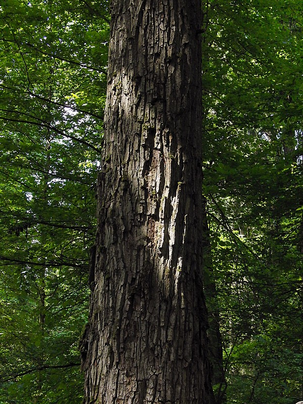 Изображение особи Carpinus betulus.