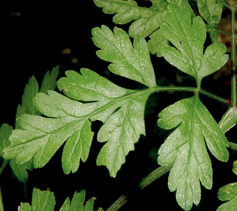 Image of Chaerophyllum temulum specimen.