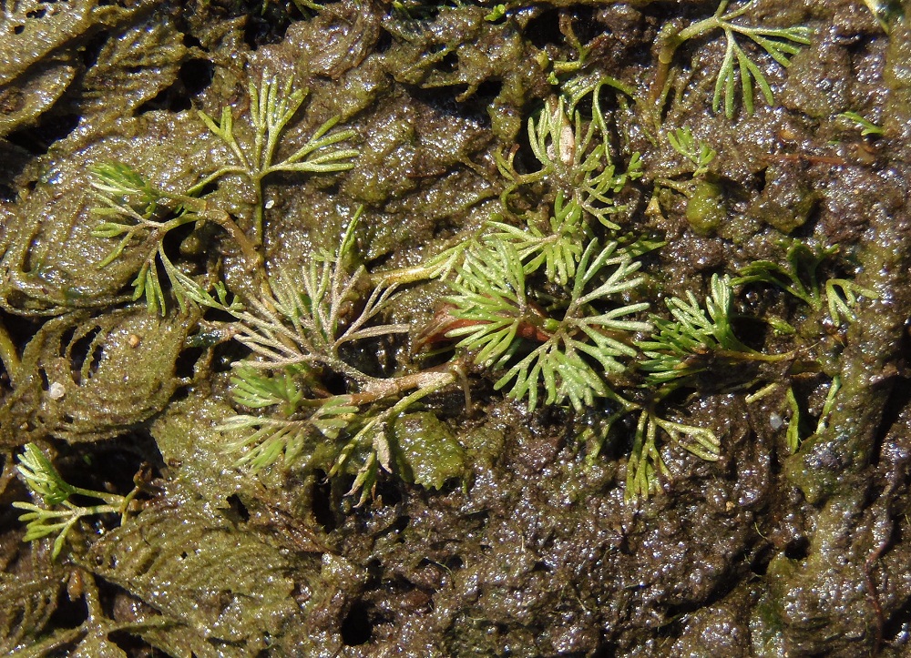 Image of Ranunculus trichophyllus specimen.