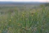 Bupleurum bicaule