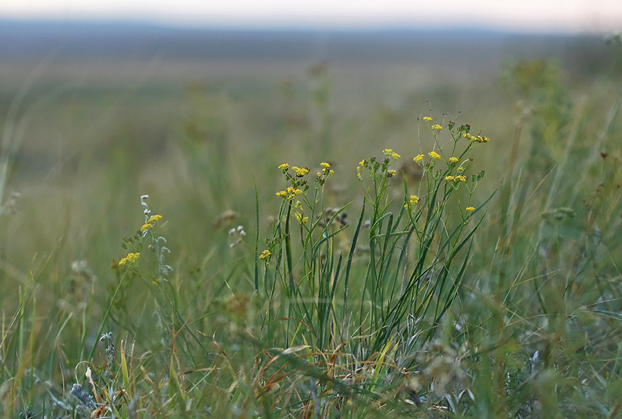 Изображение особи Bupleurum bicaule.