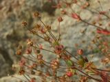 Potentilla fragiformis