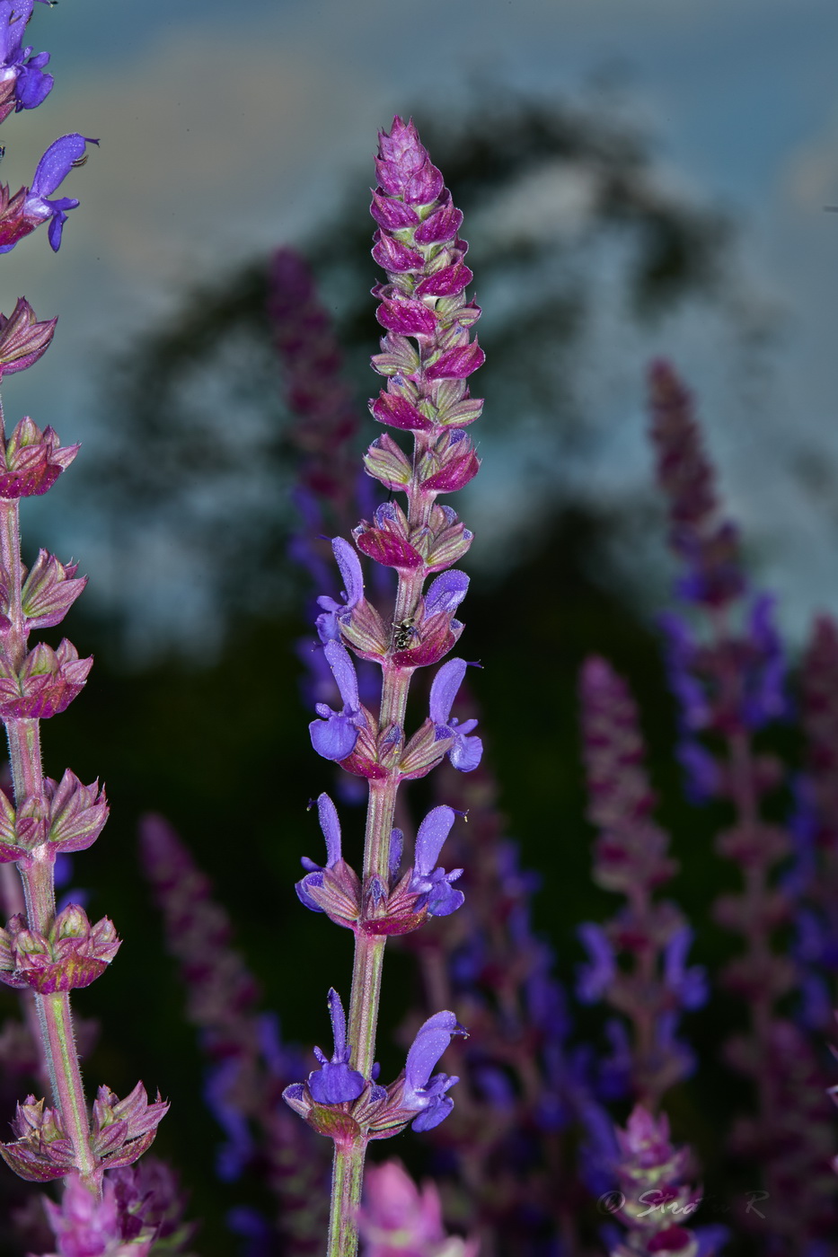 Изображение особи Salvia nemorosa.