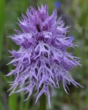 Orchis italica