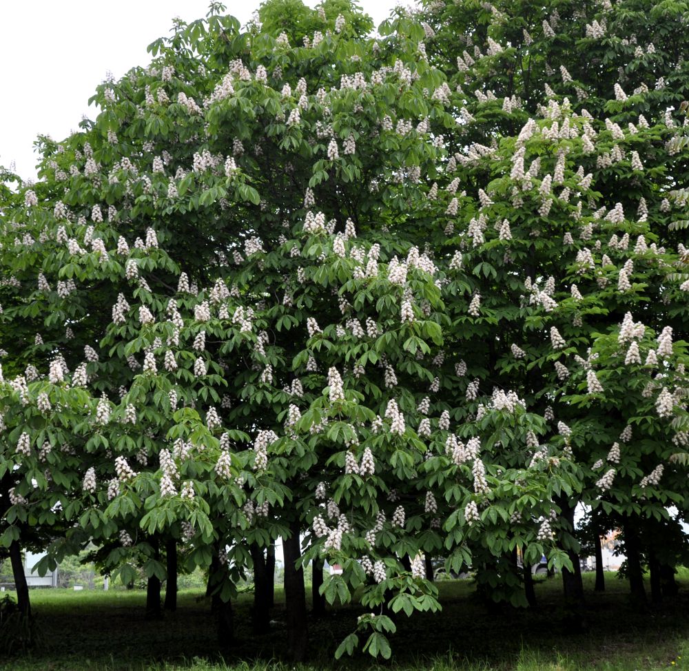 Image of Aesculus hippocastanum specimen.