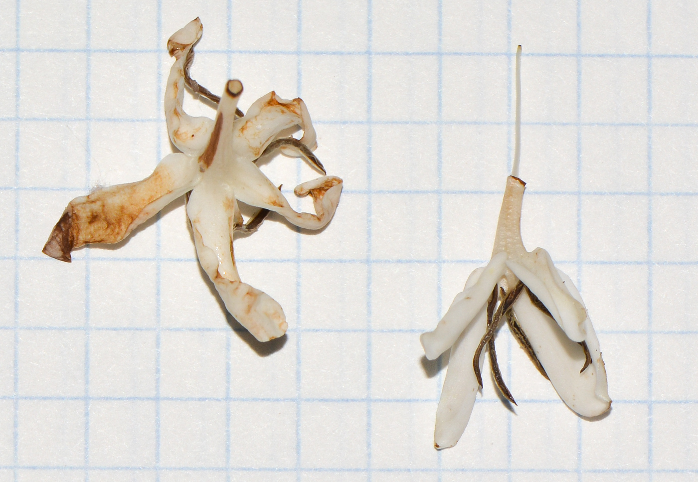 Image of Coffea arabica specimen.