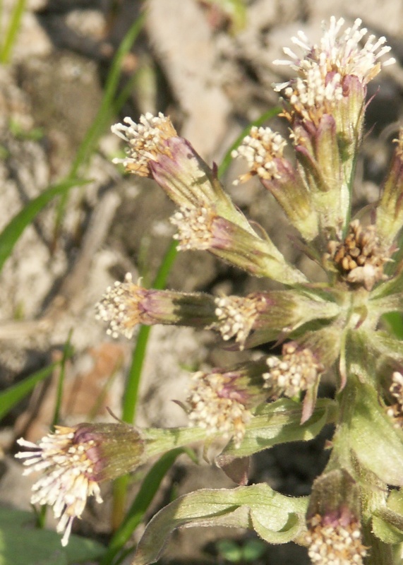 Image of Petasites tatewakianus specimen.