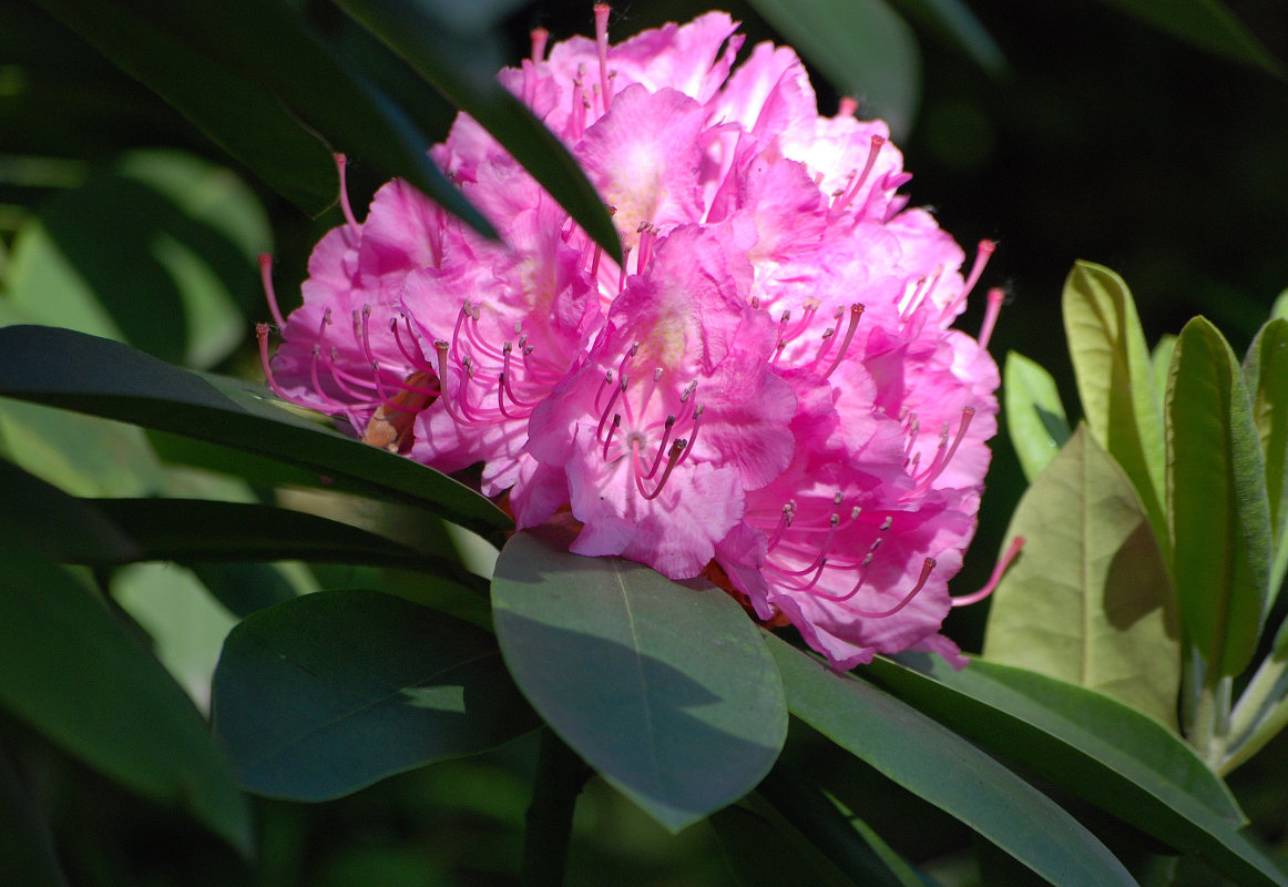 Image of Rhododendron catawbiense specimen.