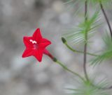 Ipomoea quamoclit