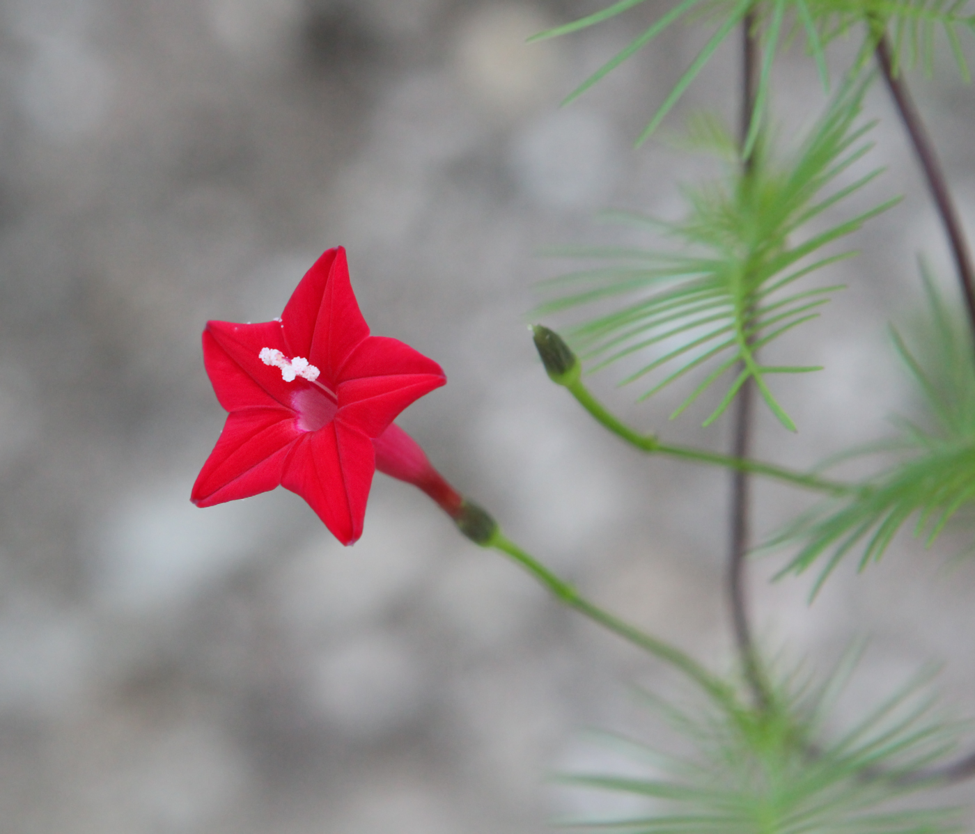 Image of Ipomoea quamoclit specimen.