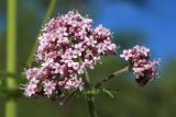 Valeriana amurensis. Соцветие. Амурская обл., Магдагачинский р-н, окр. пос. Магдагачи, сырой луг вдоль берега водохранилища (р. Горчаки). 29.06.2016.