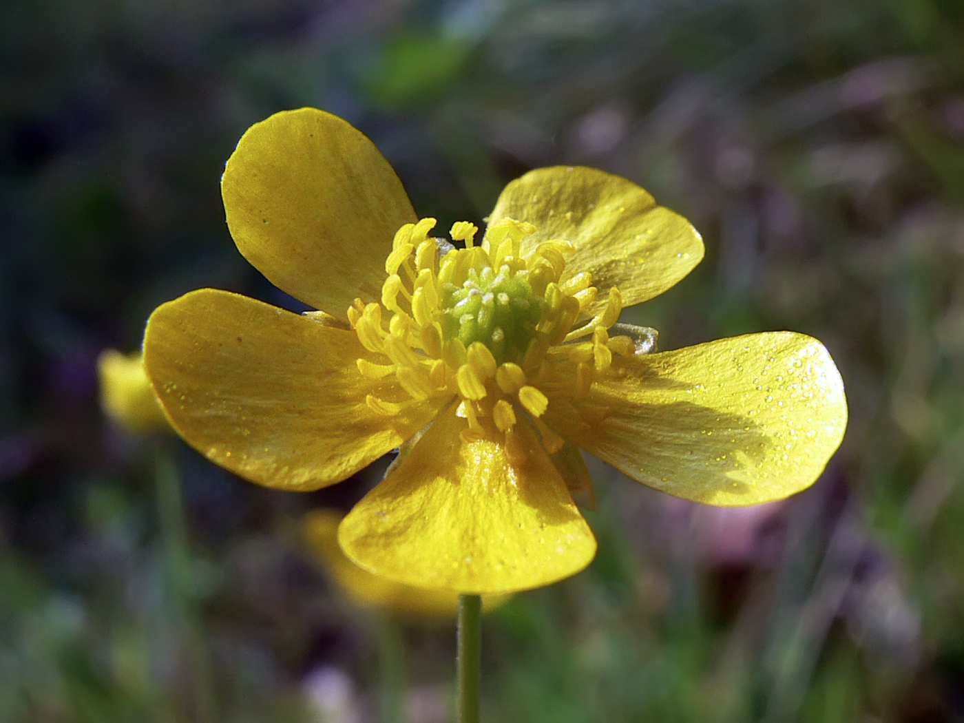 Изображение особи Ranunculus japonicus.