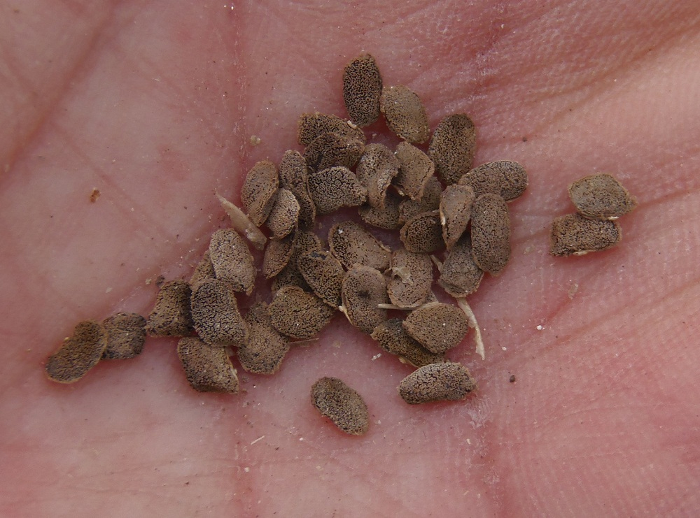 Image of Zygophyllum fabago specimen.