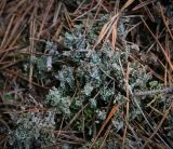 Cladonia ramulosa