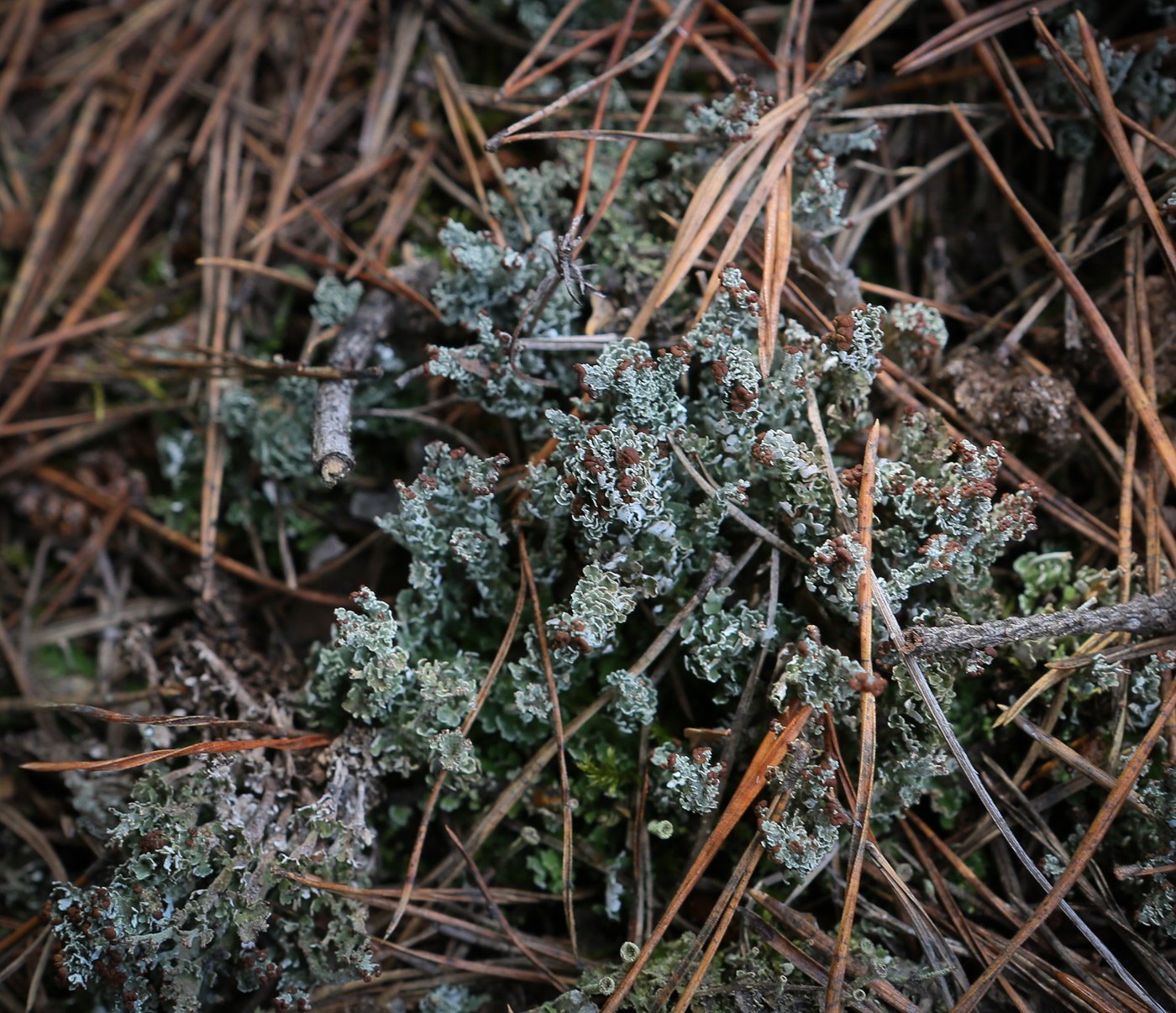 Изображение особи Cladonia ramulosa.