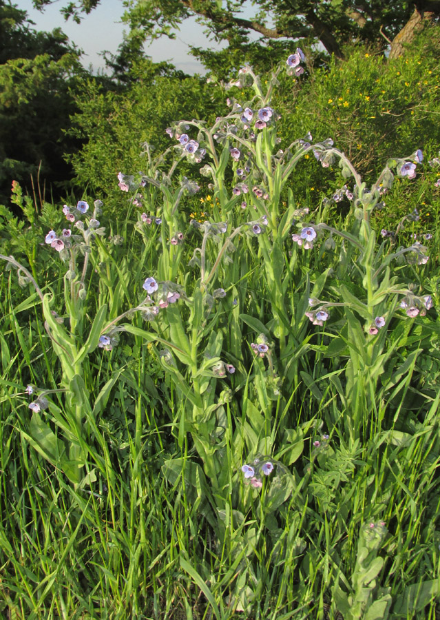 Изображение особи Cynoglossum creticum.