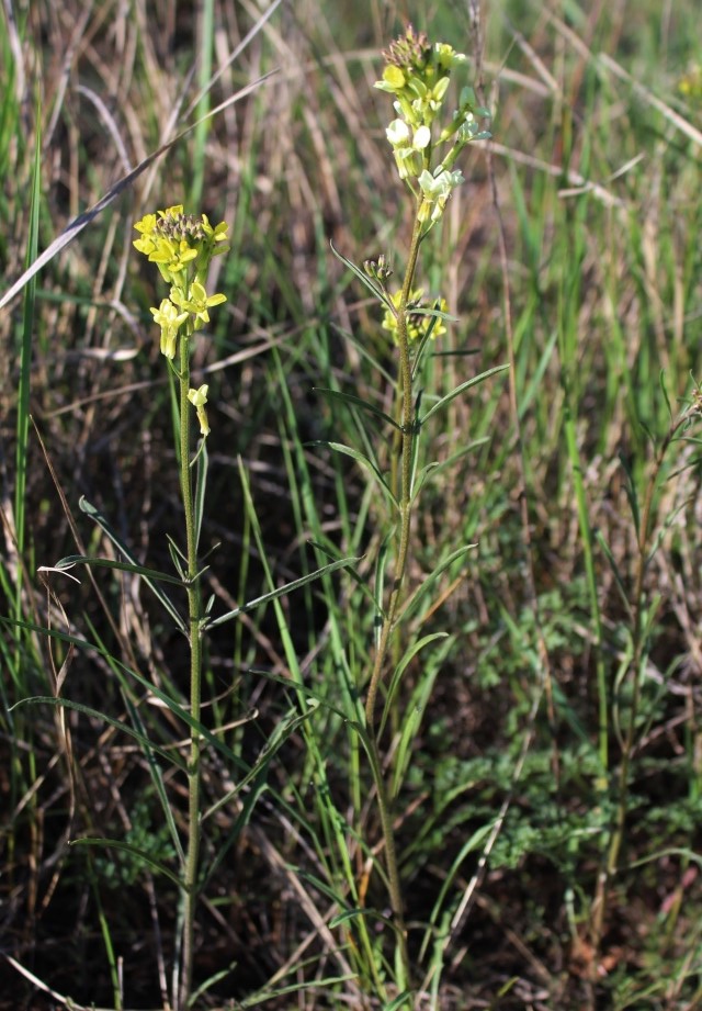 Image of Erysimum versicolor specimen.